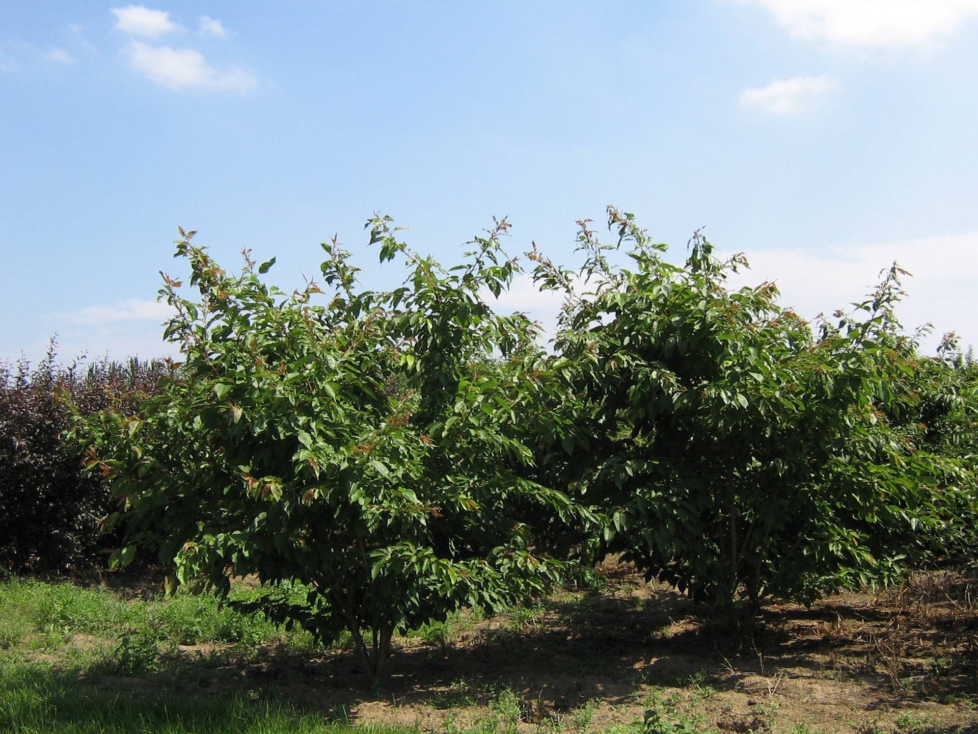 Prunus serrulata Fugenzo_01
